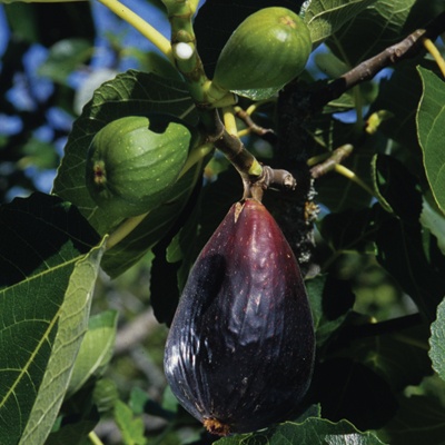 Juodosios figos „Petite Negra” (triufeliai) – 2